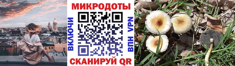 Псилоцибиновые грибы Cubensis  Городец 