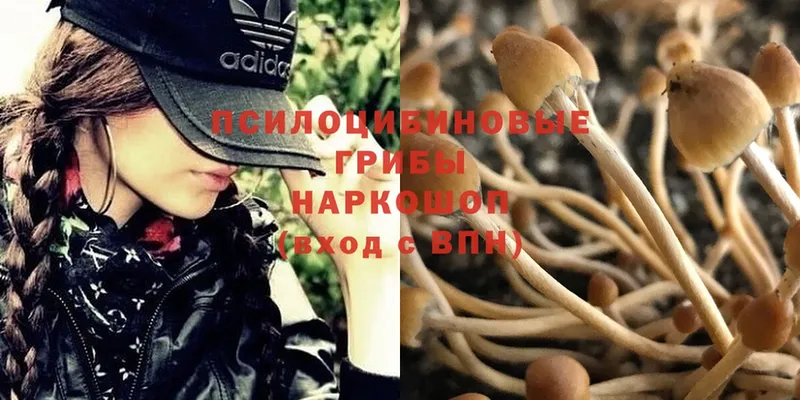 Псилоцибиновые грибы Psilocybe  Городец 